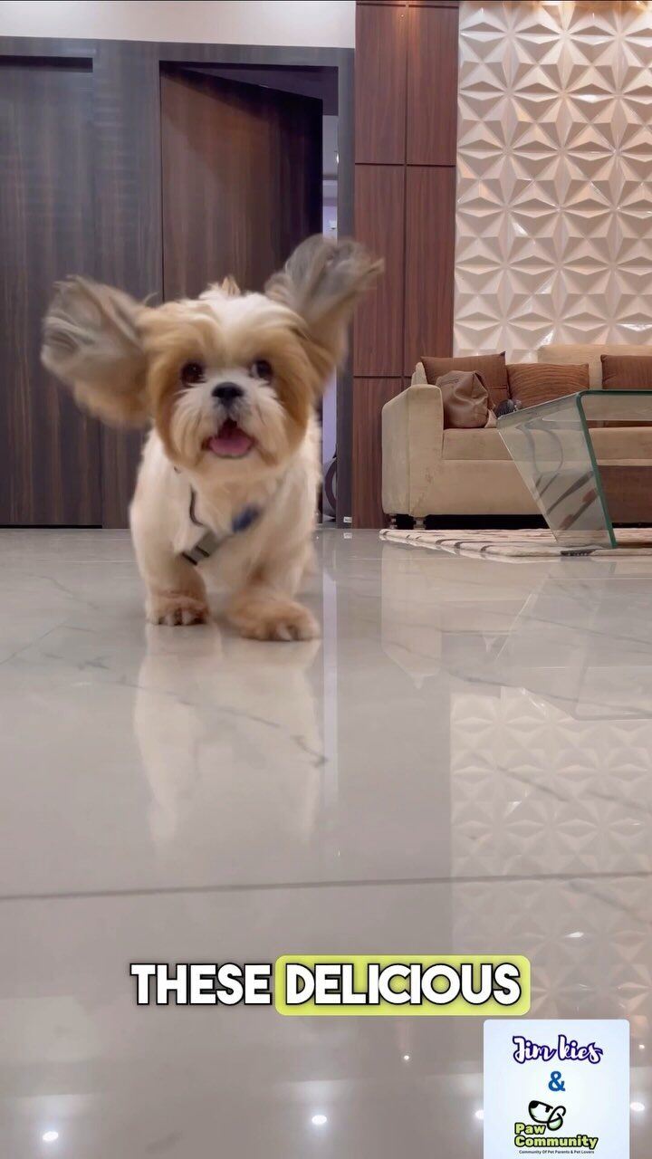 Instagram post from pawcommunity.in. This post is in position 1.