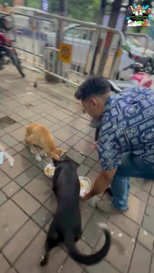 Instagram post from pawcommunity.in. This post is in position 4.